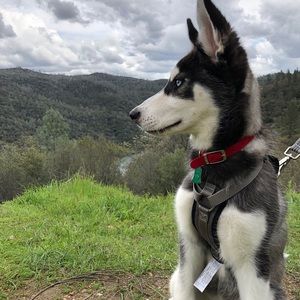 Meet your Posher, Shelby